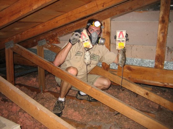 Pinnacle Pest Control: Rat control Roseville