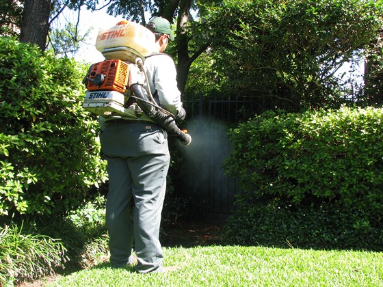 Pinnacle Pest Control: Rat control Roseville